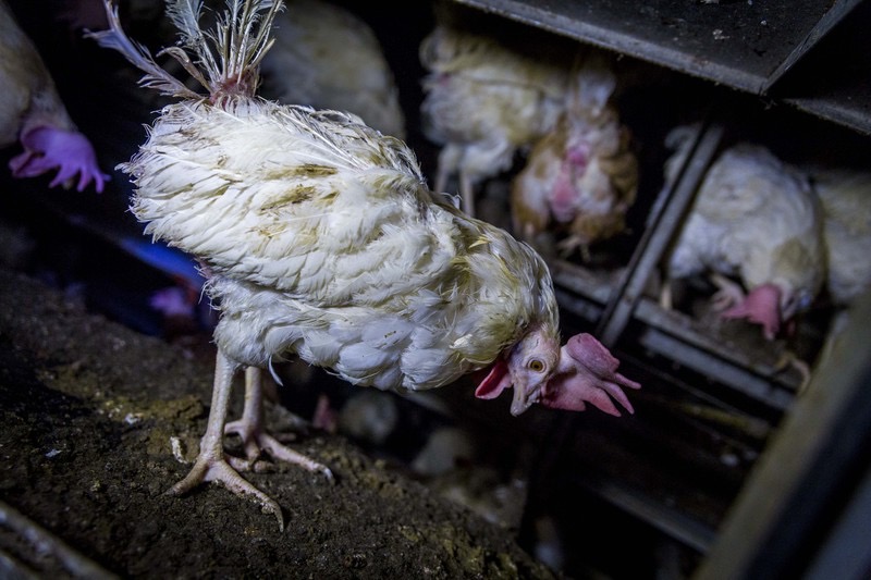 Rettet das Huhn