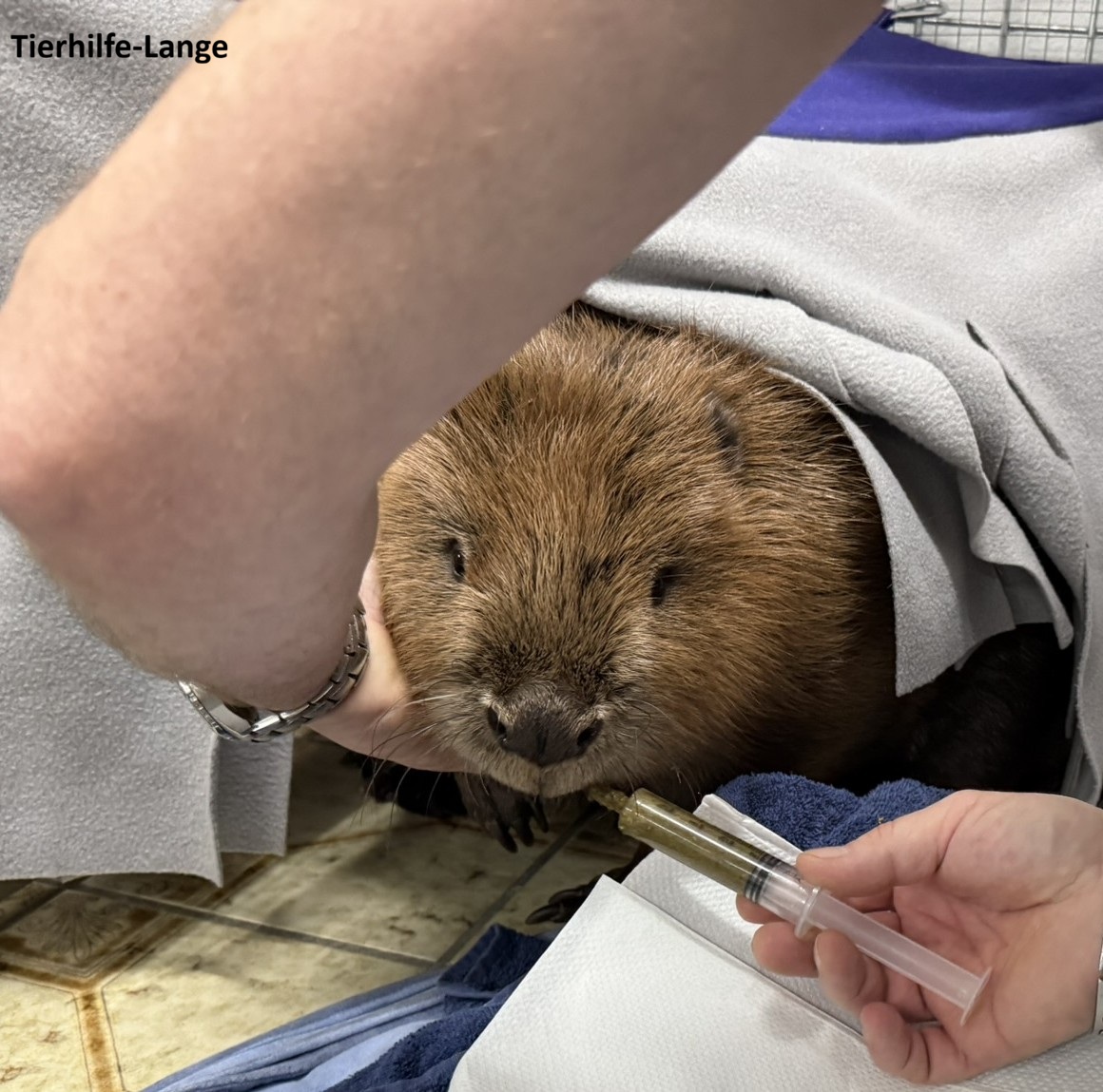 Biber Tierhilfe-Lange