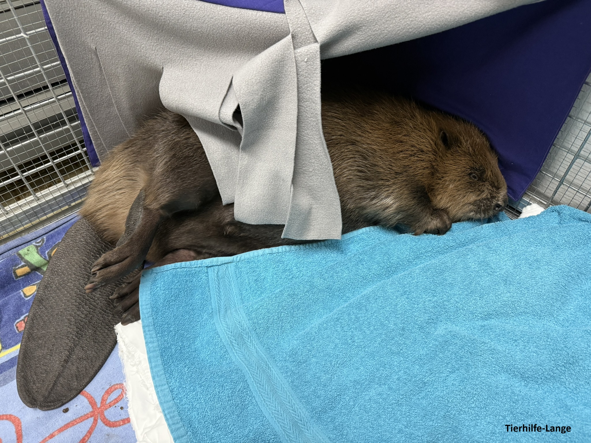 Biber Tierhilfe-Lange