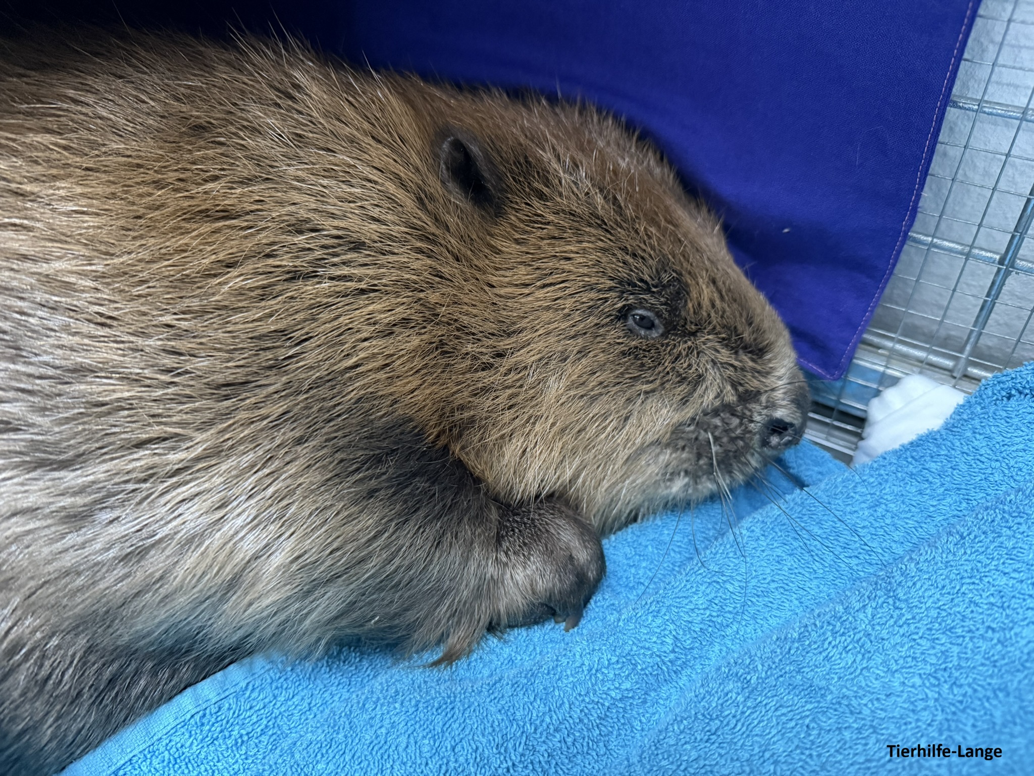 Biber Tierhilfe-Lange