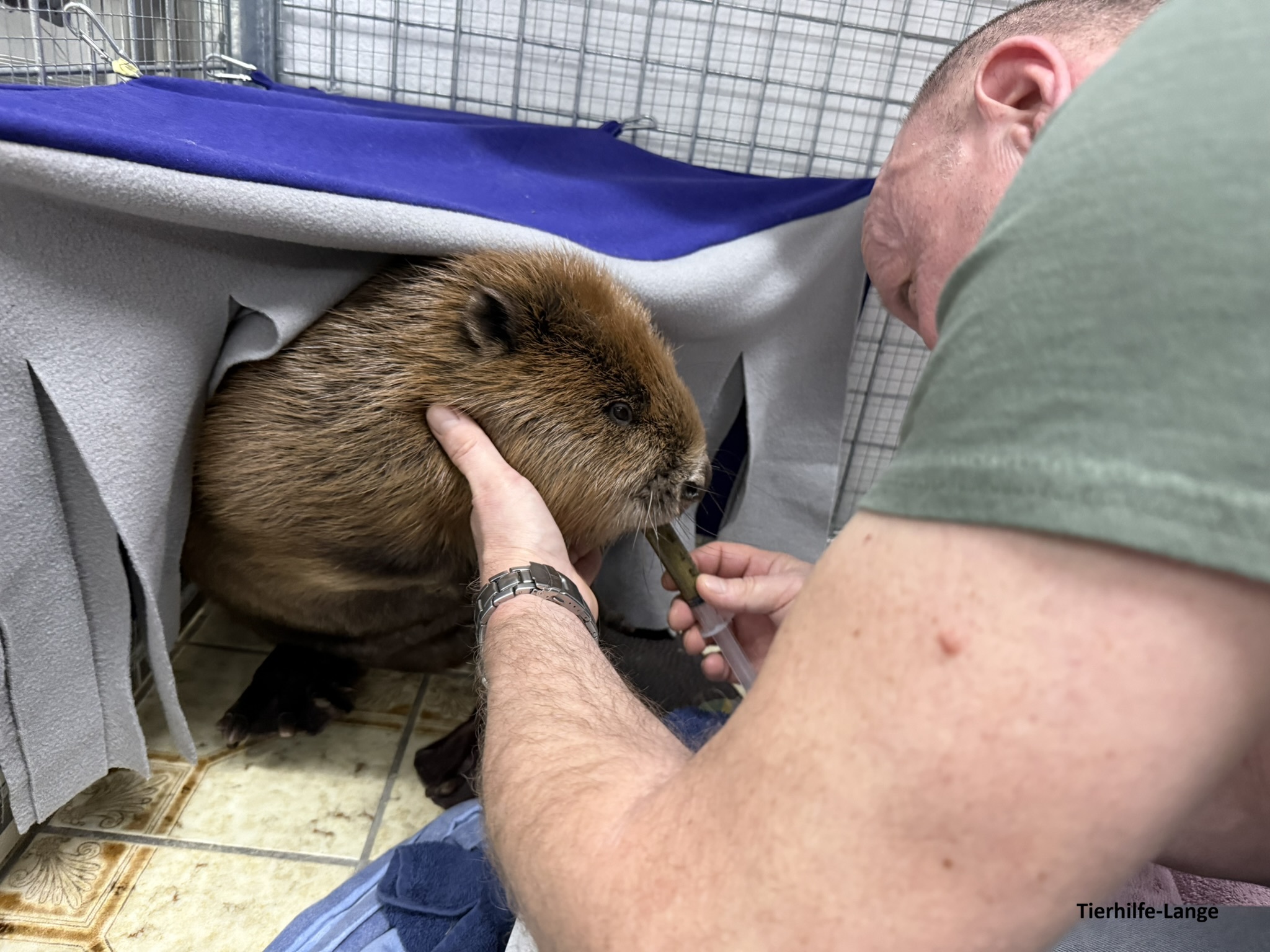 Biber Tierhilfe-Lange