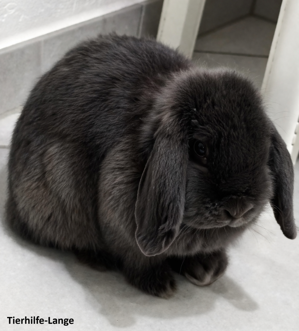 Tierhilfe-Lange